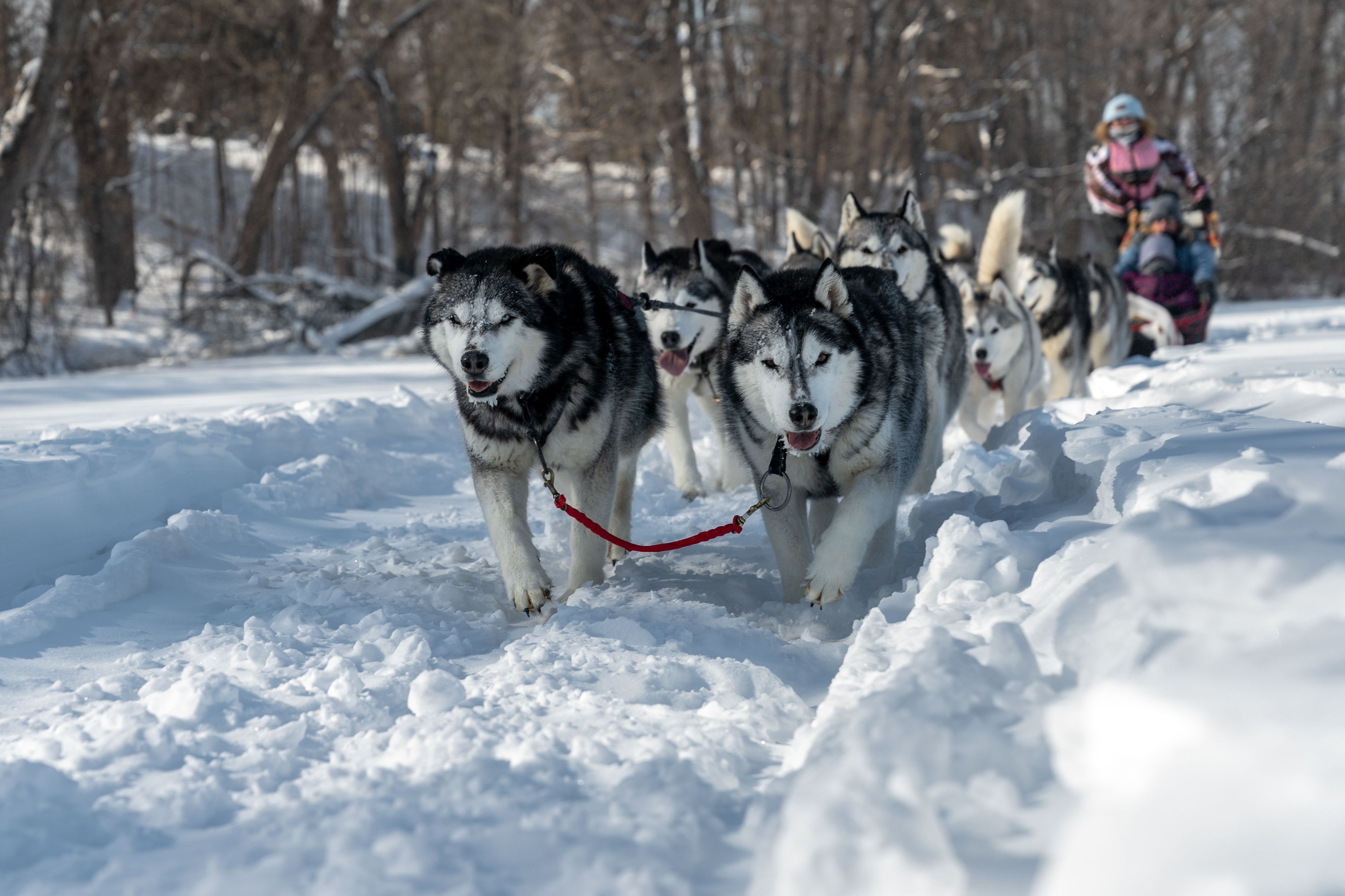 Sagittarius: The Siberian Husky Adventure (Image Credits: Wikimedia)