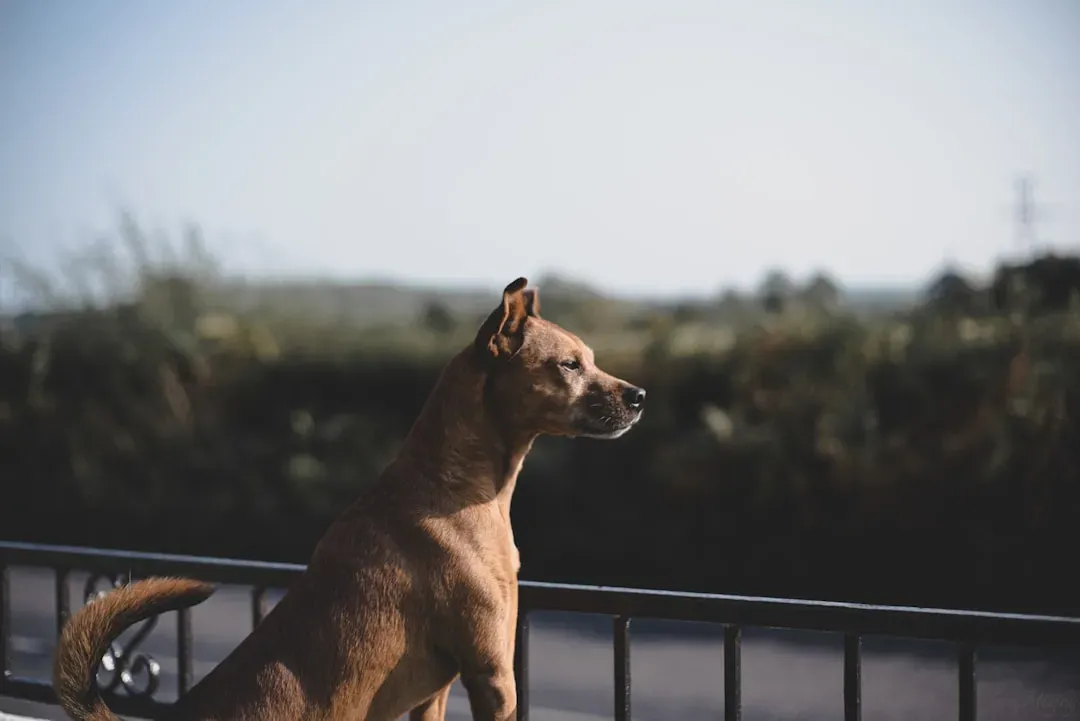 Your Dog Is Standing Guard: The Protective Instinct at Work (Image Credits: Unsplash)