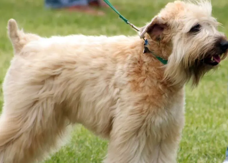 11. Soft-Coated Wheaten Terrier: The Silky Irish Charmer (Image Credits: Wikimedia)