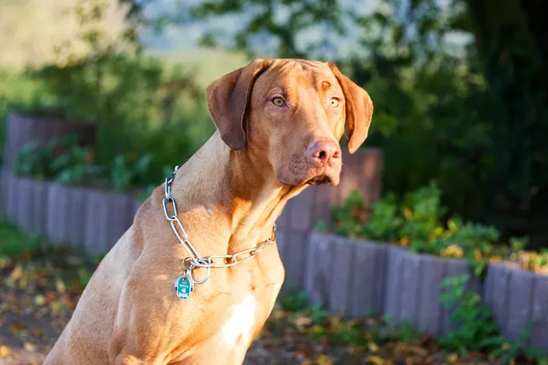 The Rhodesian Ridgeback and Doberman Pinscher: Power Meets Heat Resilience (automat, Flickr, CC BY-SA 2.0)