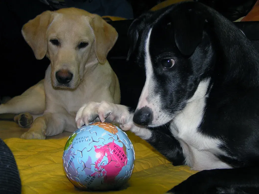 Mental Stimulation Protects Against Cognitive Decline (Image Credits: Flickr)