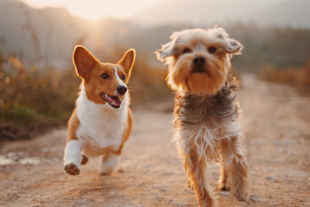 Socialization with Other Dogs and People (Image Credits: Unsplash)