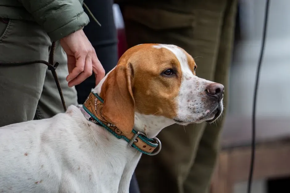 Opinionated Conclusion: Dogs as Our Co-Evolved Social Mirrors (Image Credits: Pexels)