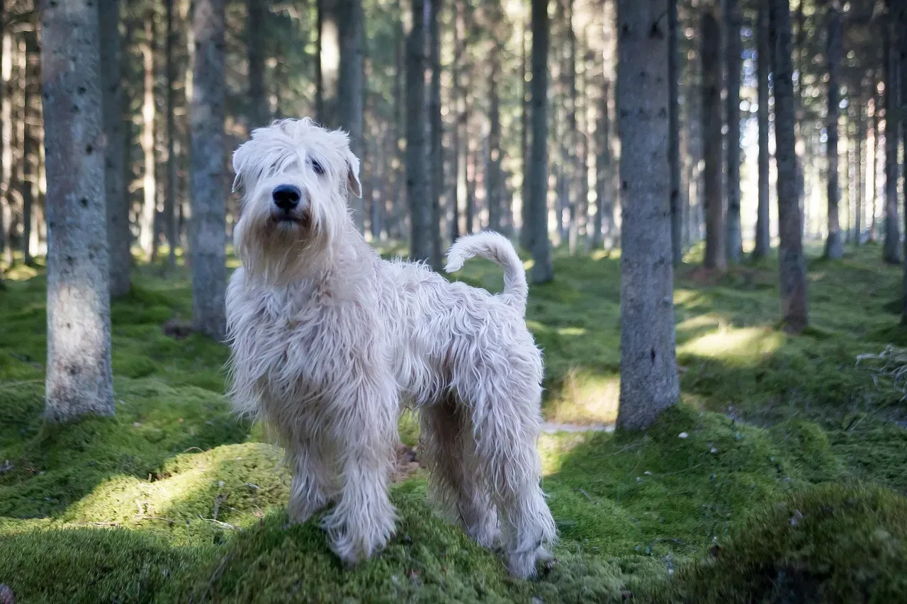 What This Reveals About Our Bond With Dogs (Image Credits: Pixabay)