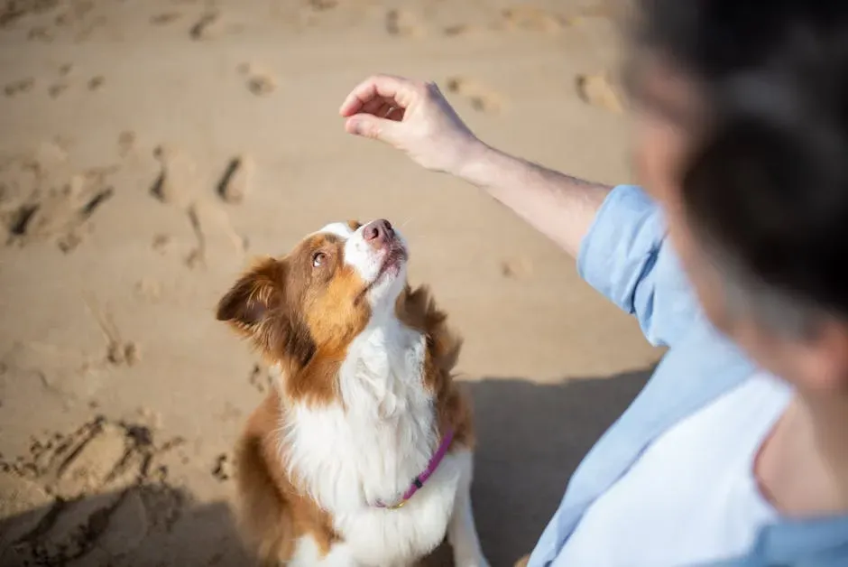 Calming Signals: The Polite Language Dogs Use Every Single Day (Image Credits: Pexels)