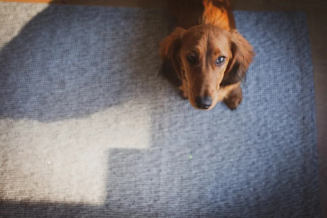 They Follow You From Room to Room (Image Credits: Unsplash)