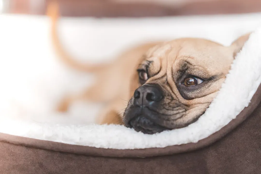 #9 - The Breathing Pattern Nobody Thinks to Watch (Image Credits: Unsplash)