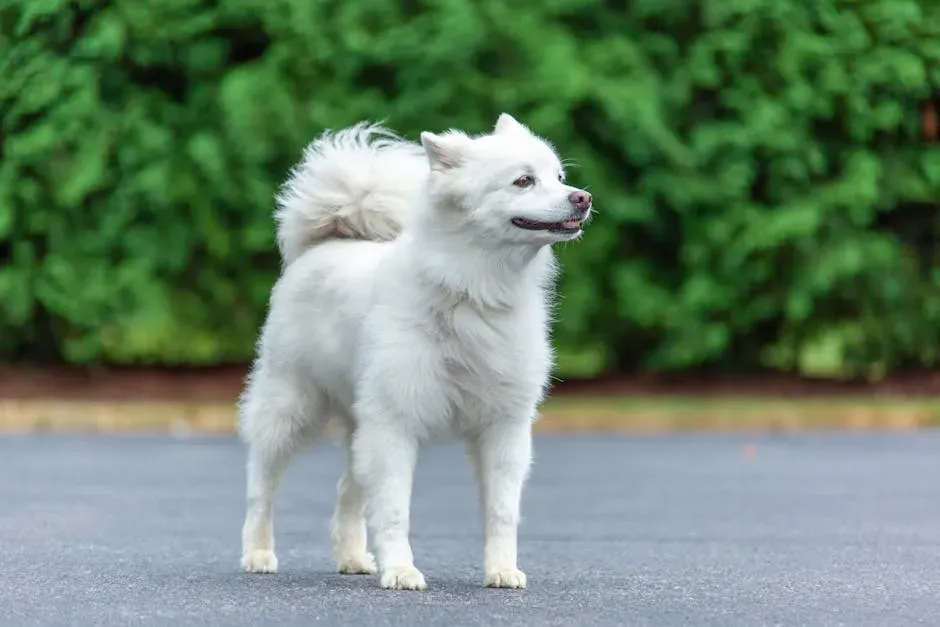 3. American Eskimo Dog: The Circus Performer Built for Snow (Image Credits: Pexels)