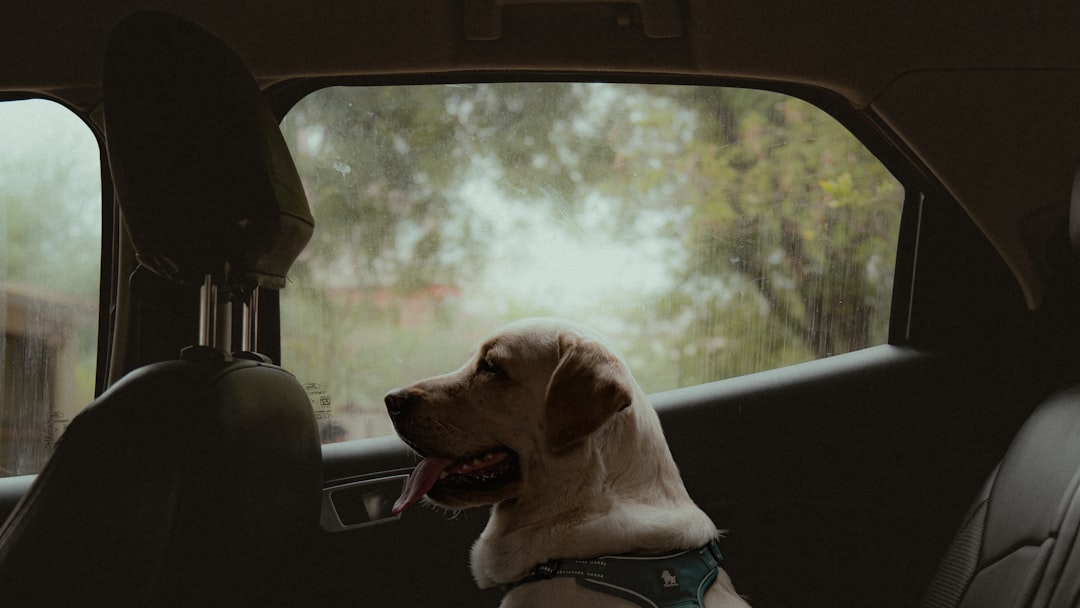 The Science Behind Canine Memory (Image Credits: Unsplash)