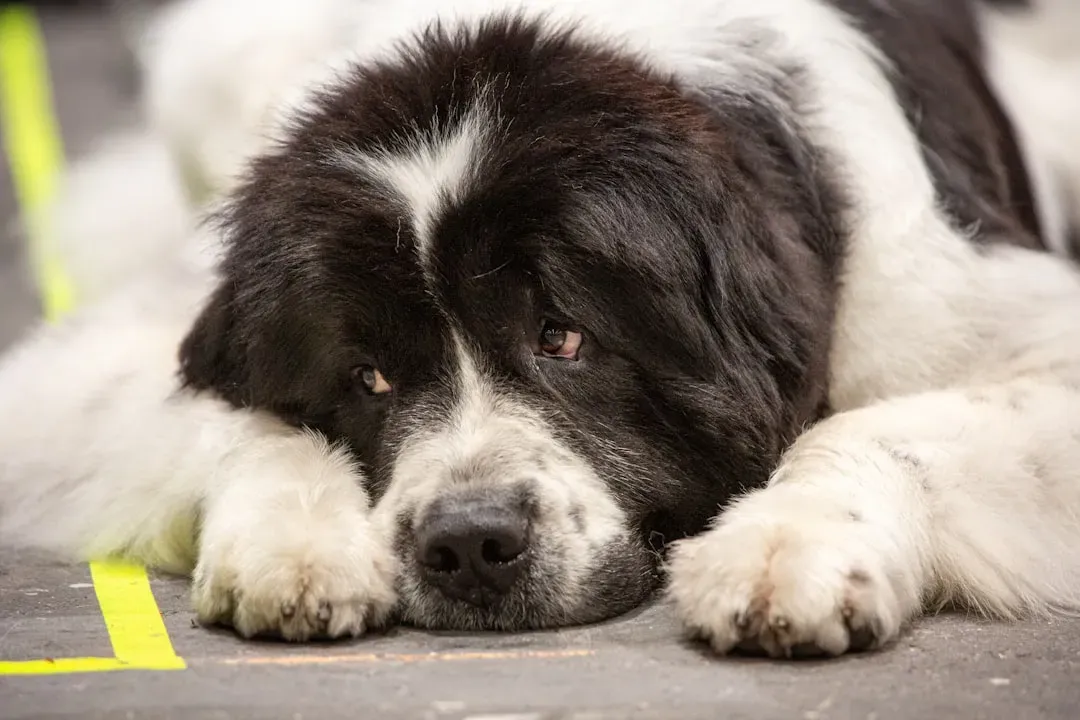 3. Newfoundland Dogs – Lifeguards of the Age of Sail (Image Credits: Unsplash)