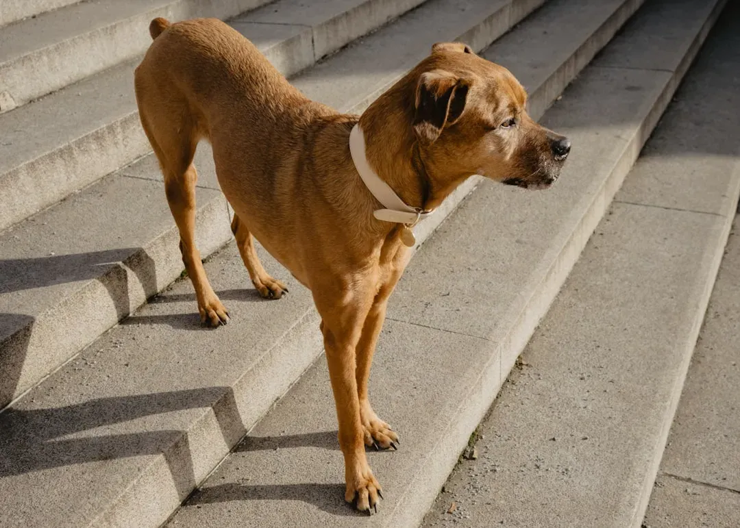 #11 – Hesitating Before Stairs or the Couch (Image Credits: Unsplash)