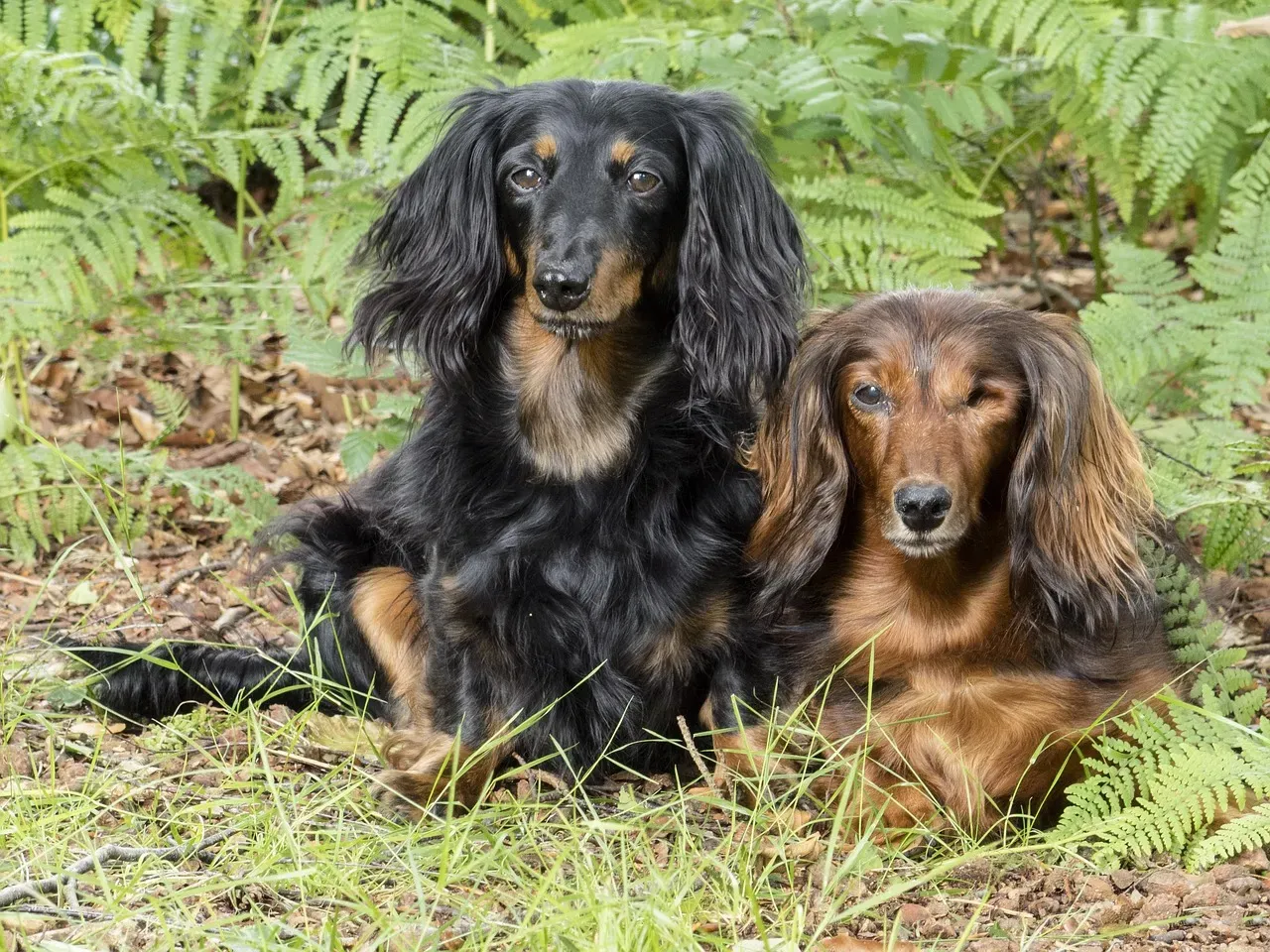 #4. Dachshund (Image Credits: Pixabay)