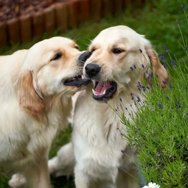 #7: The Golden Retriever - The Gentle Dog With an Extraordinary Nose (Image Credits: Pexels)