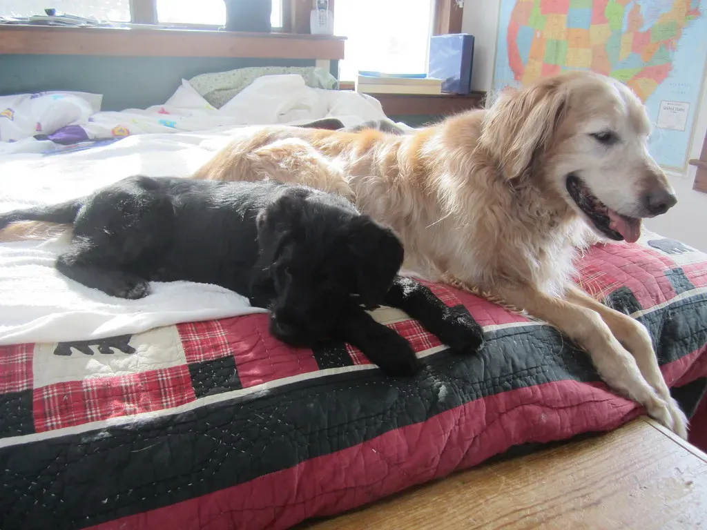 Myth 2: Lower Energy Equals Lazy or Sick (Image Credits: Flickr)