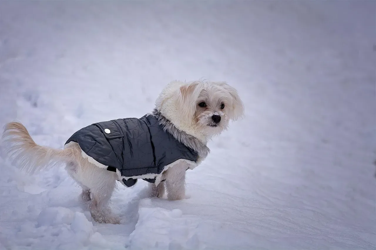 Conclusion: Keeping Your Small Breed Safe This Winter (Image Credits: Pixabay)