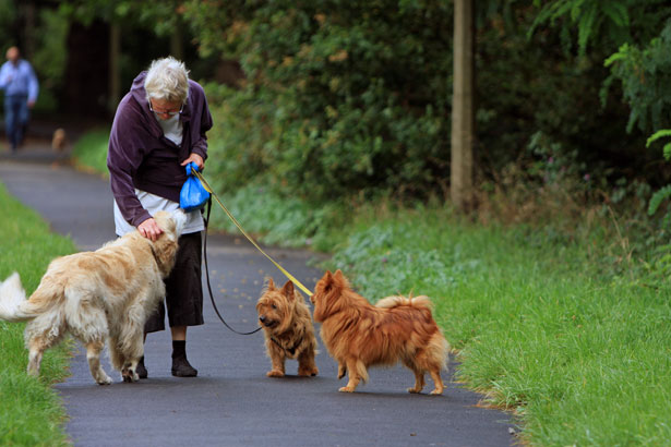 Four-Legged Social Connectors: How Dogs Build Community (Image Credits: Wikimedia)