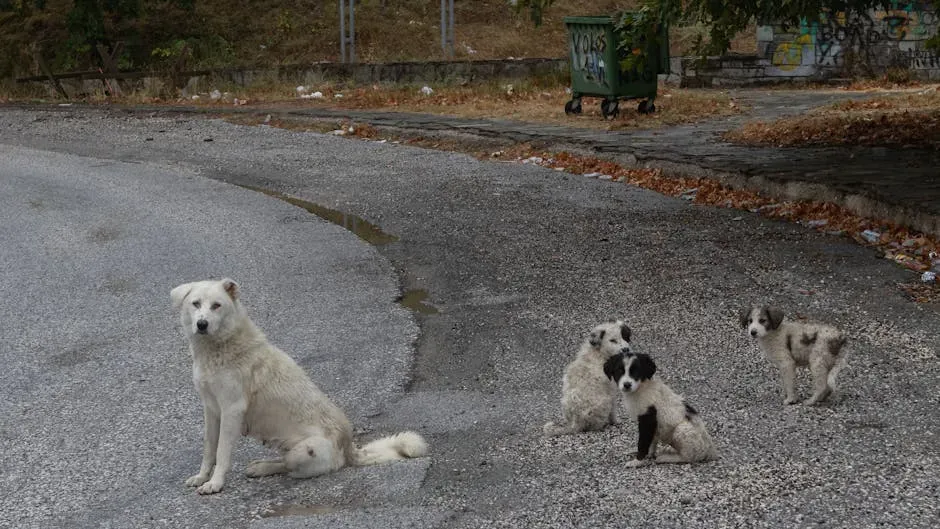 The Allegations: What Is Allegedly Happening to Morocco's Dogs? (Image Credits: Pexels)