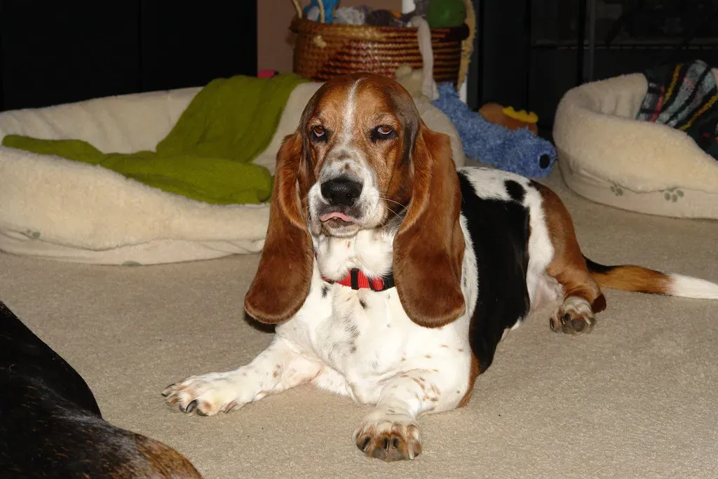 6. Basset Hound: Laid-Back to a Fault (Image Credits: Flickr)