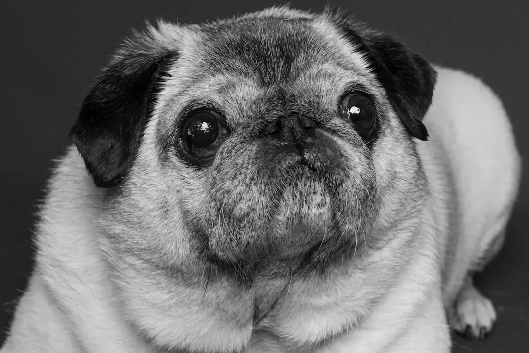 Pug: The Comedian Who Becomes a Cozy Little Soulmate (Image Credits: Unsplash)