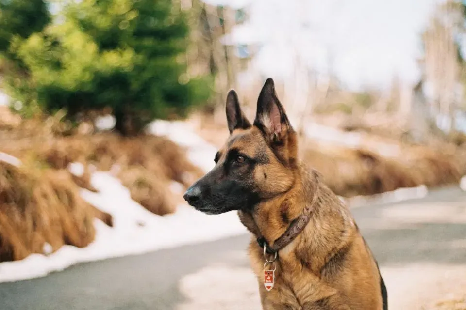 When Loyalty Becomes Too Much: The Fine Line Between Protective and Problematic (Image Credits: Stocksnap)