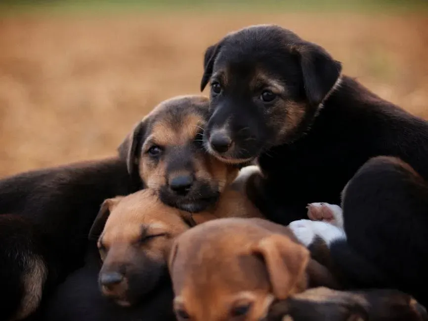 The Window Is Real, But It's Not a Death Sentence If You Miss Part of It (Image Credits: Pexels)