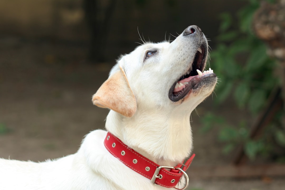 Labrador Retriever: The Slobbery Sweetheart (Image Credits: Unsplash)