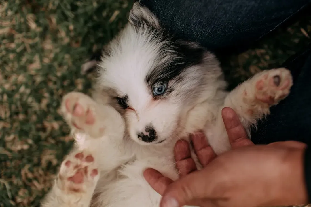 Conclusion: Your Love for Dogs Is Your Greatest Strength, So Protect It (Image Credits: Unsplash)