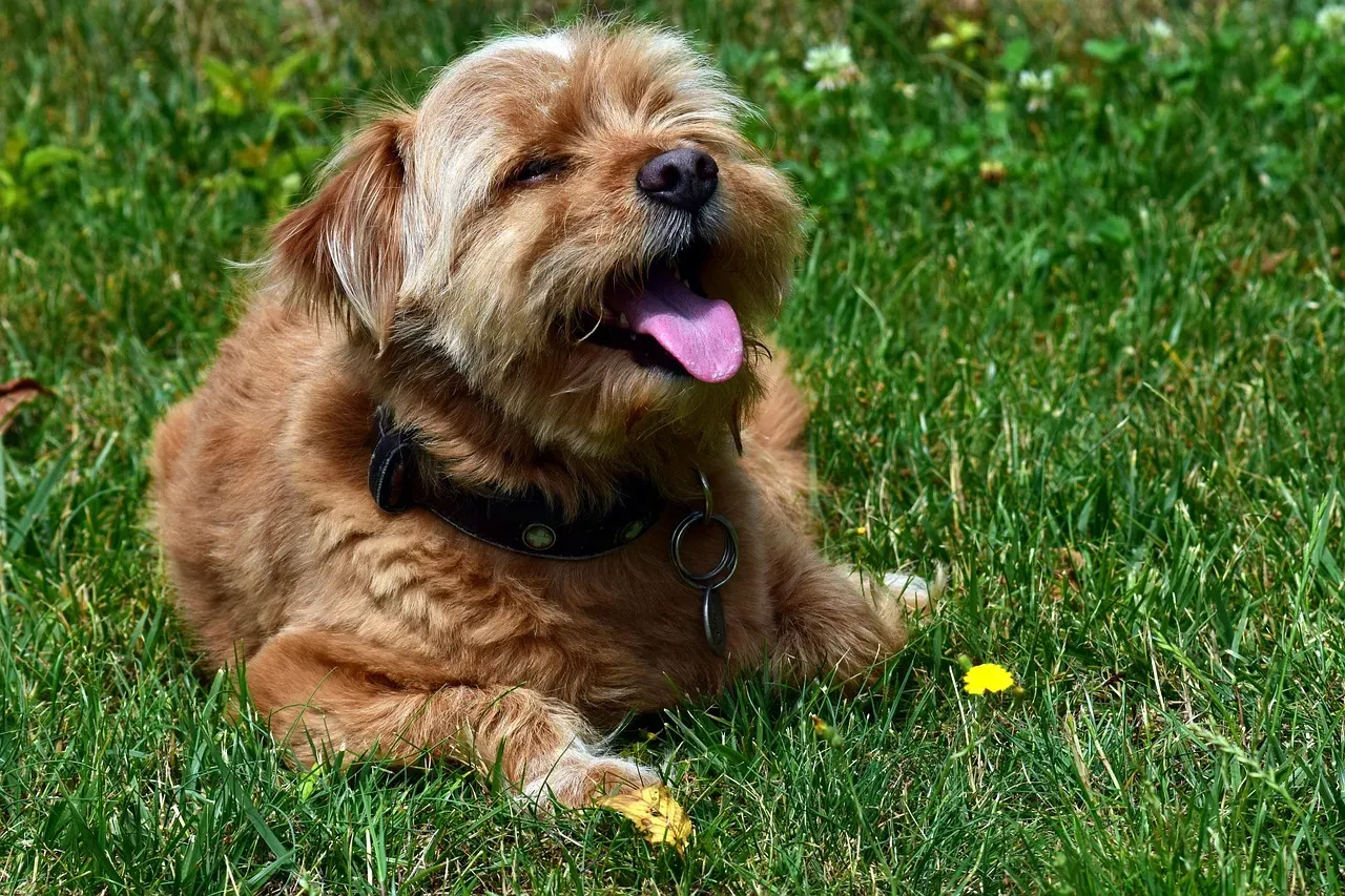 4. Encouraging Over‑Excitement Before Walks and Outings (Image Credits: Pixabay)