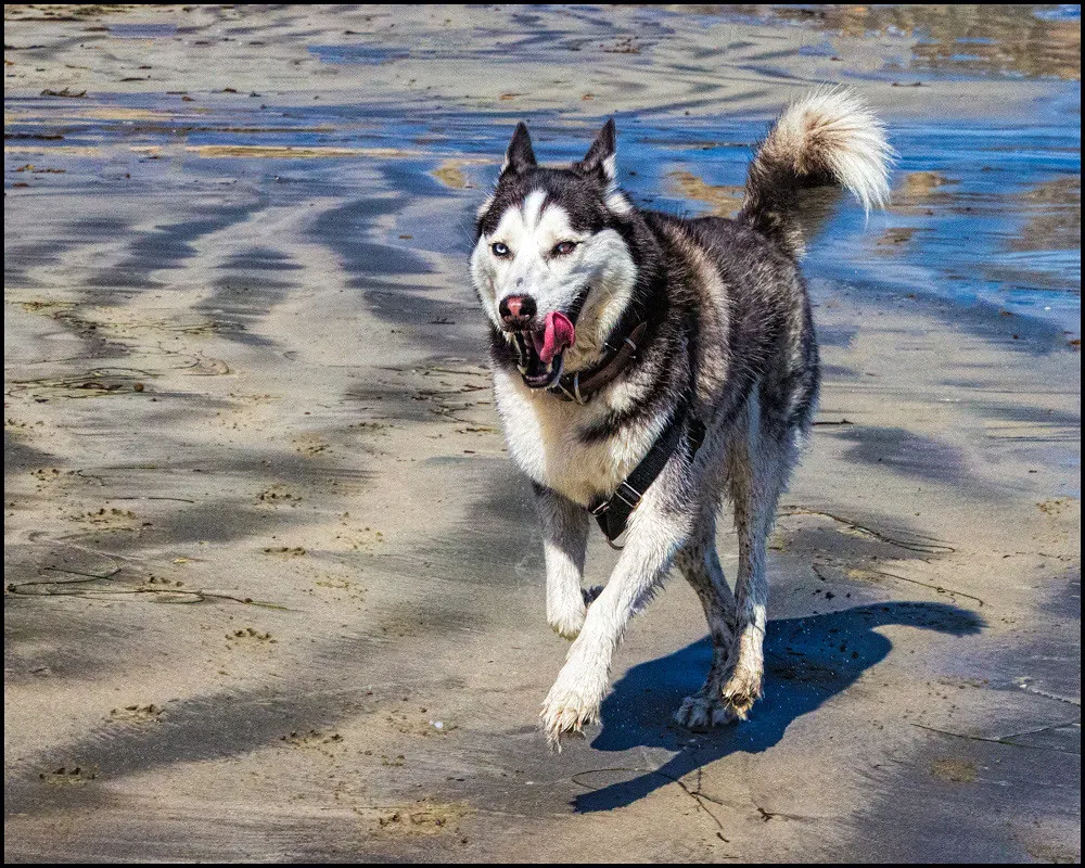 The Science Behind Why Some Breeds Read You Better (E Haug, Flickr, CC BY 2.0)