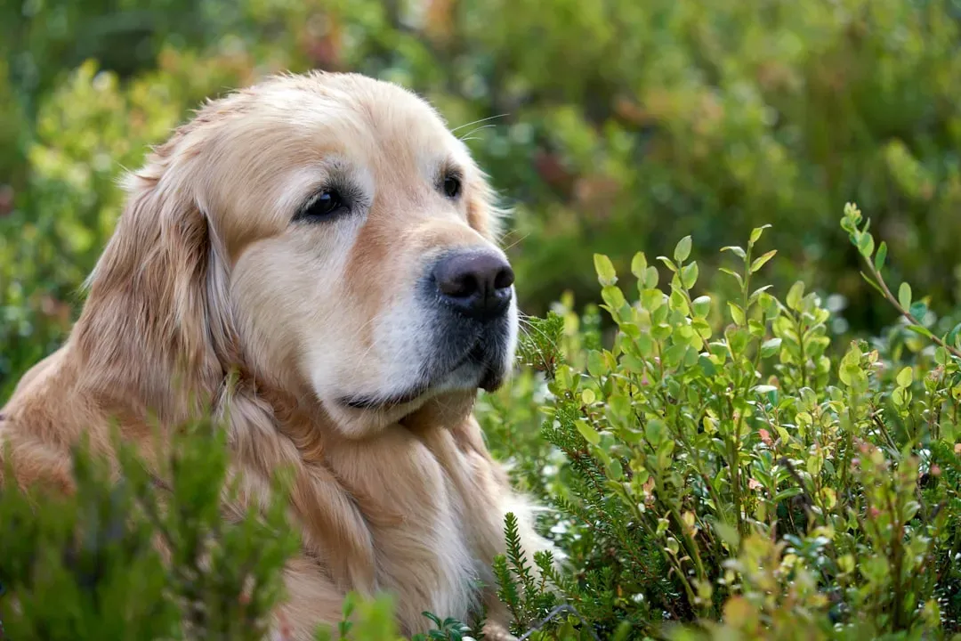3. Juniper - For the Spirited Dog Who Smells Like Adventure (Image Credits: Unsplash)