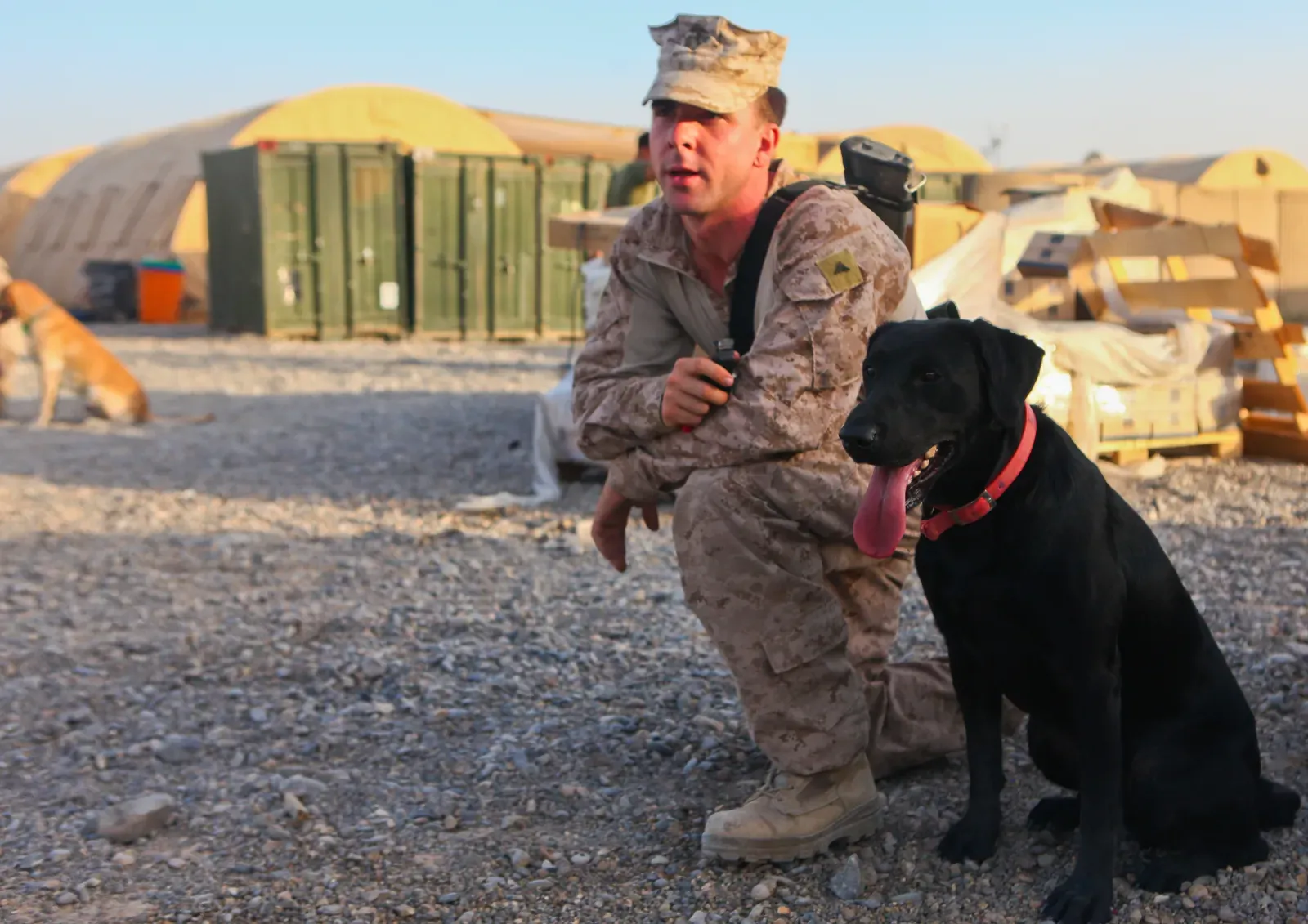 Scorpio: The Intense Loyalist (Image Credits: Wikimedia)