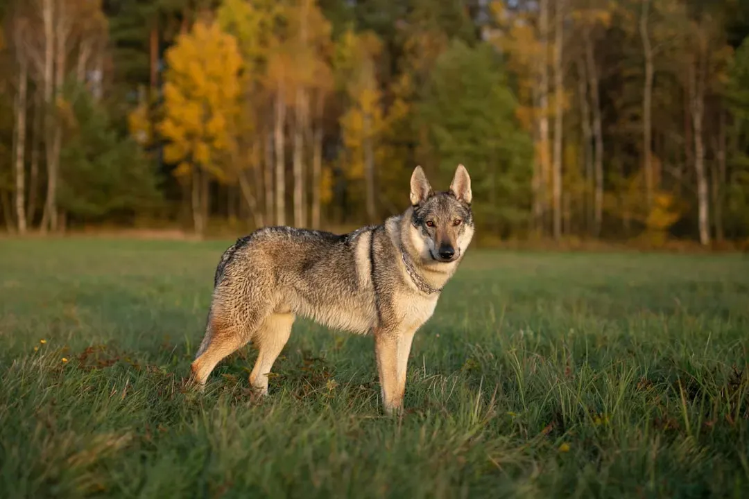 Wolf Hybrid: The Unpredictable Wild Card (Image Credits: Unsplash)