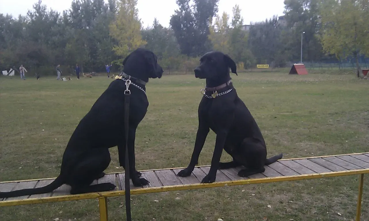 #10 Training Two Dogs: Why “What Worked Before” Isn’t Enough (By Vigyory, CC BY-SA 3.0)