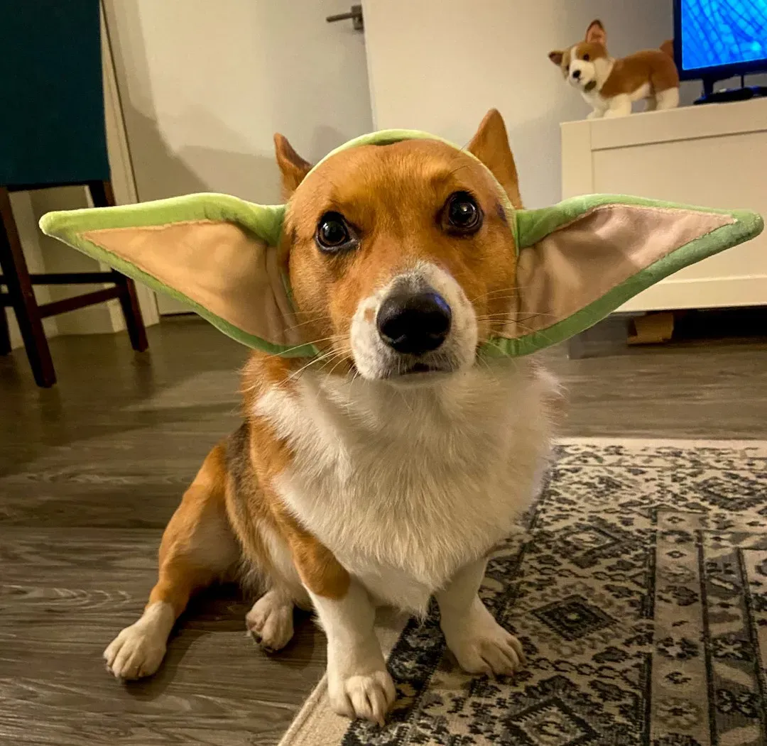 They're Fine-Tuning Their Hearing to Catch Every Word (Image Credits: Unsplash)