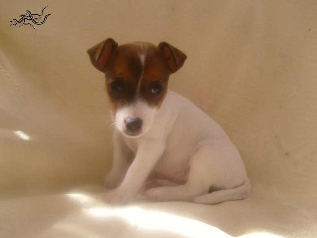 Changes in Body Posture and Weight Distribution (Image Credits: Flickr)