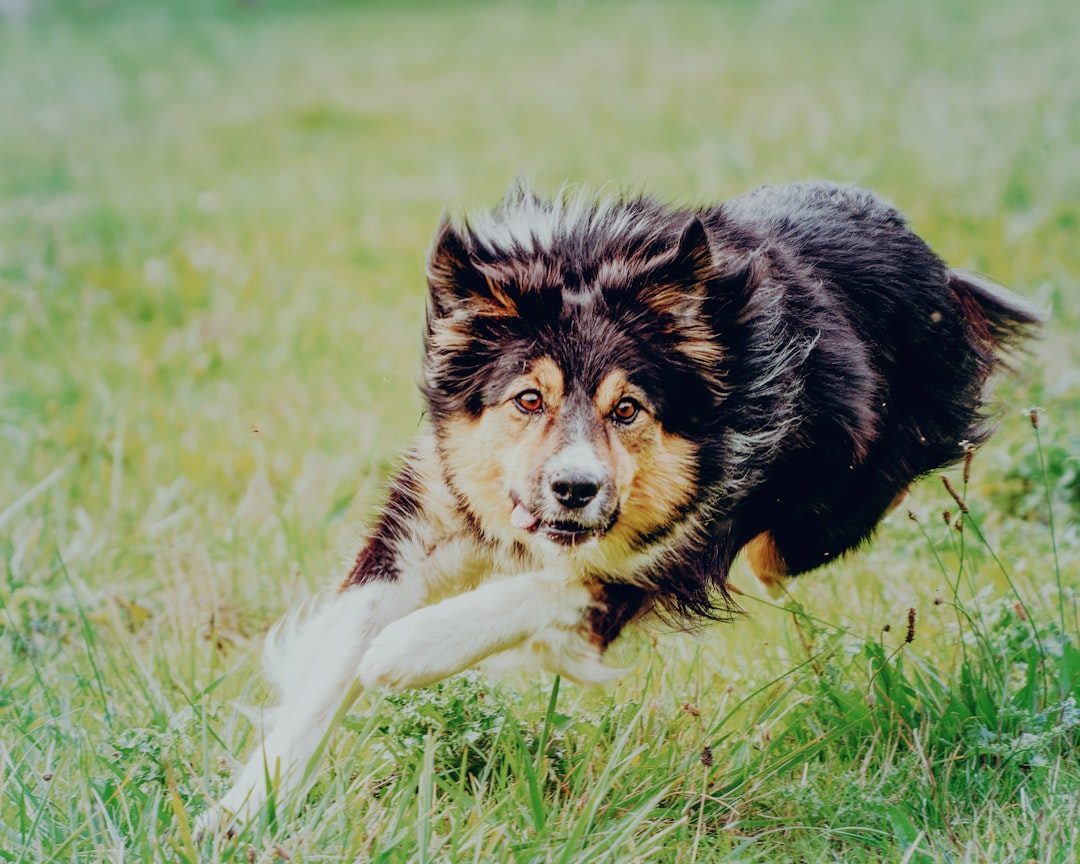 Herding Breeds Are Trying to Guide You (Image Credits: Unsplash)