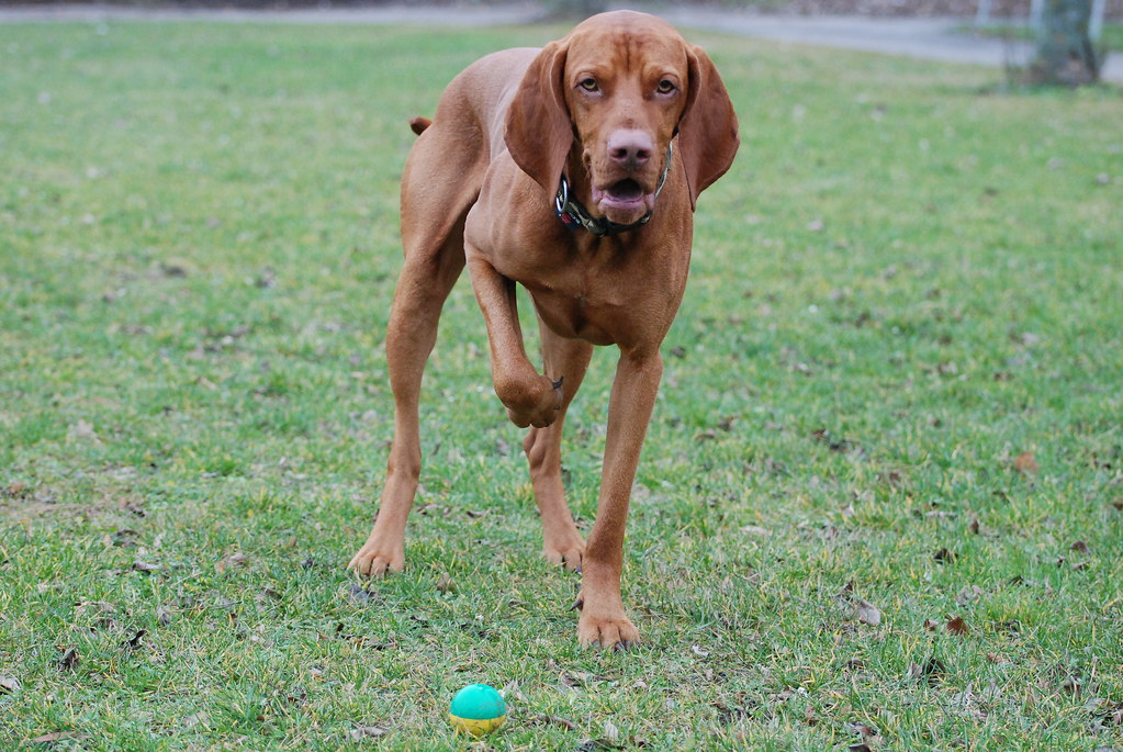 Vizsla: The Velcro Adventure Dog (Image Credits: Flickr)