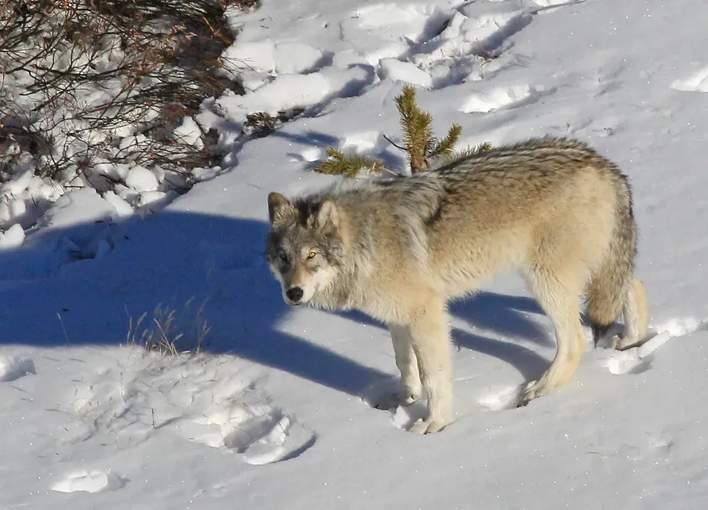 #10. Capricorn - The Delta Wolf (Image Credits: Flickr)