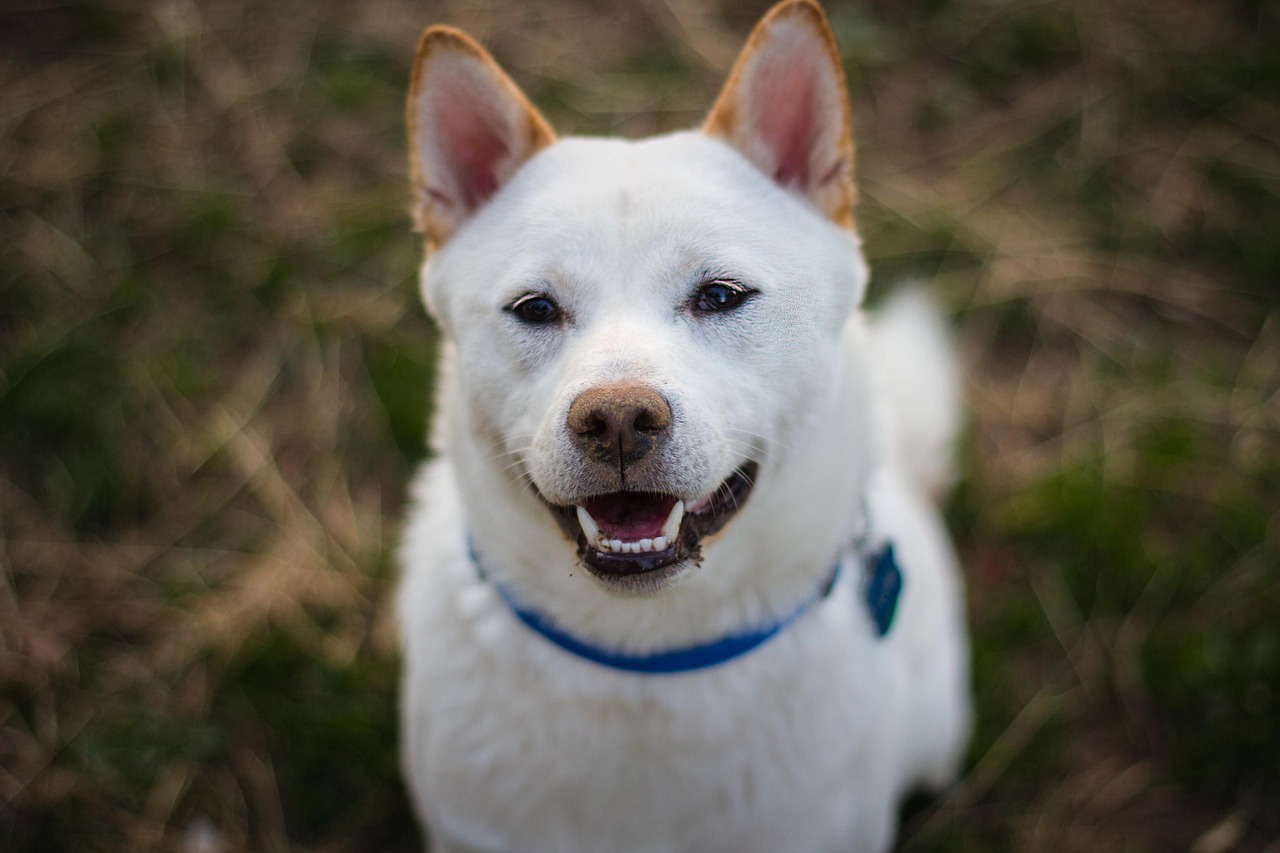 The Cat-Like Canine Companion (Image Credits: Pixabay)