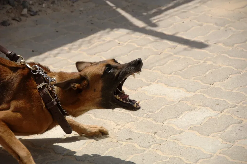 #4. Aggression Toward Strangers (Image Credits: Rawpixel)