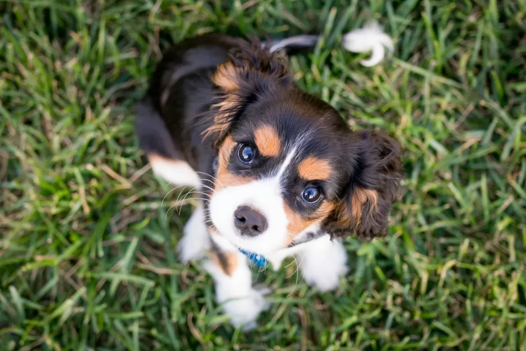 #8 Puppies Are Born Functionally Deaf and “Grow Into” Their Super Hearing (Image Credits: Unsplash)