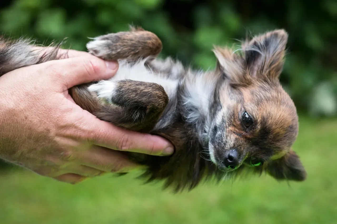 2. Their Body Language Softens Around Your Hands (Image Credits: Pixabay)