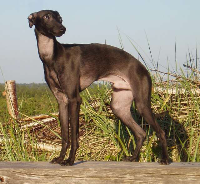 10. Italian Greyhound (Image Credits: Wikimedia)