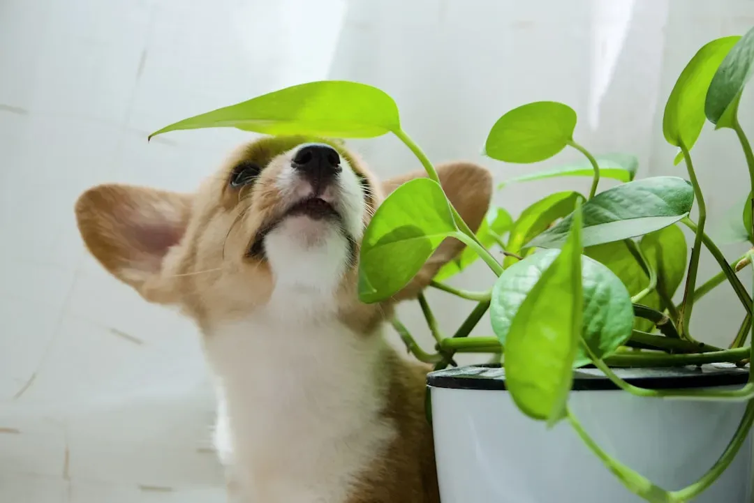 What to Do If Your Dog Eats a Toxic Plant (Image Credits: Unsplash)