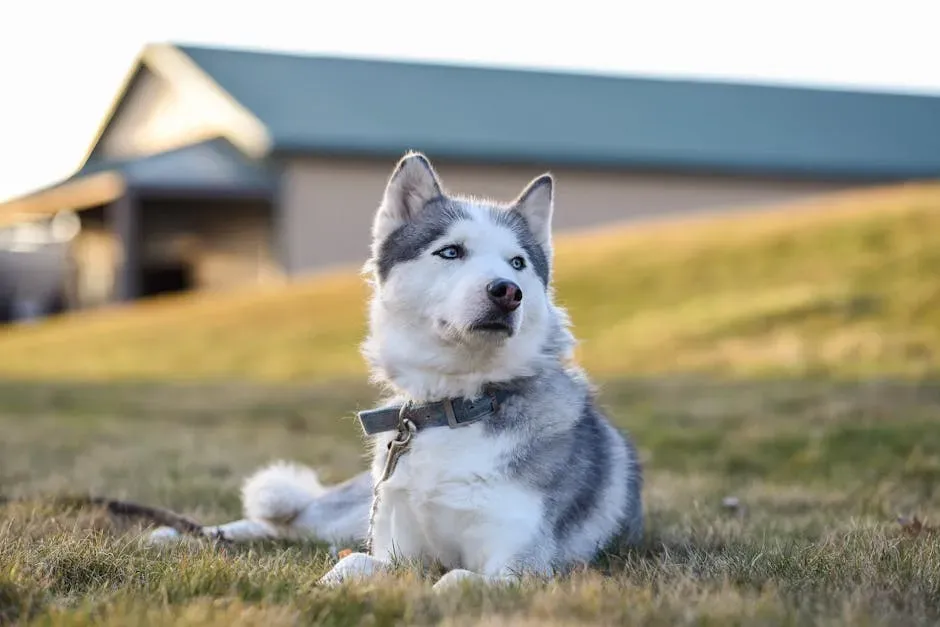 #11 Aquarius (January 20 – February 18): The Siberian Husky or Basenji (Image Credits: Pexels)