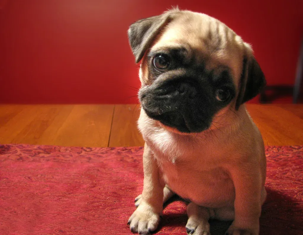 Your Dog Is Reading You Like a Book (Яick Harris, Flickr, CC BY-SA 2.0)