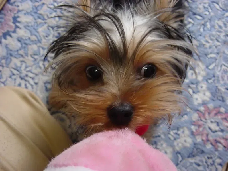 11. Yorkshire Terrier: Tiny Diva, Maximum Drama (Image Credits: Flickr)