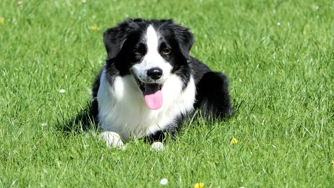 Border Collie: The Hyper-Focused Puppy Prodigy (Image Credits: Unsplash)