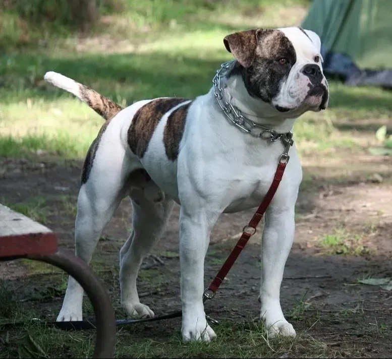 American Bulldog (Image Credits: Wikimedia)