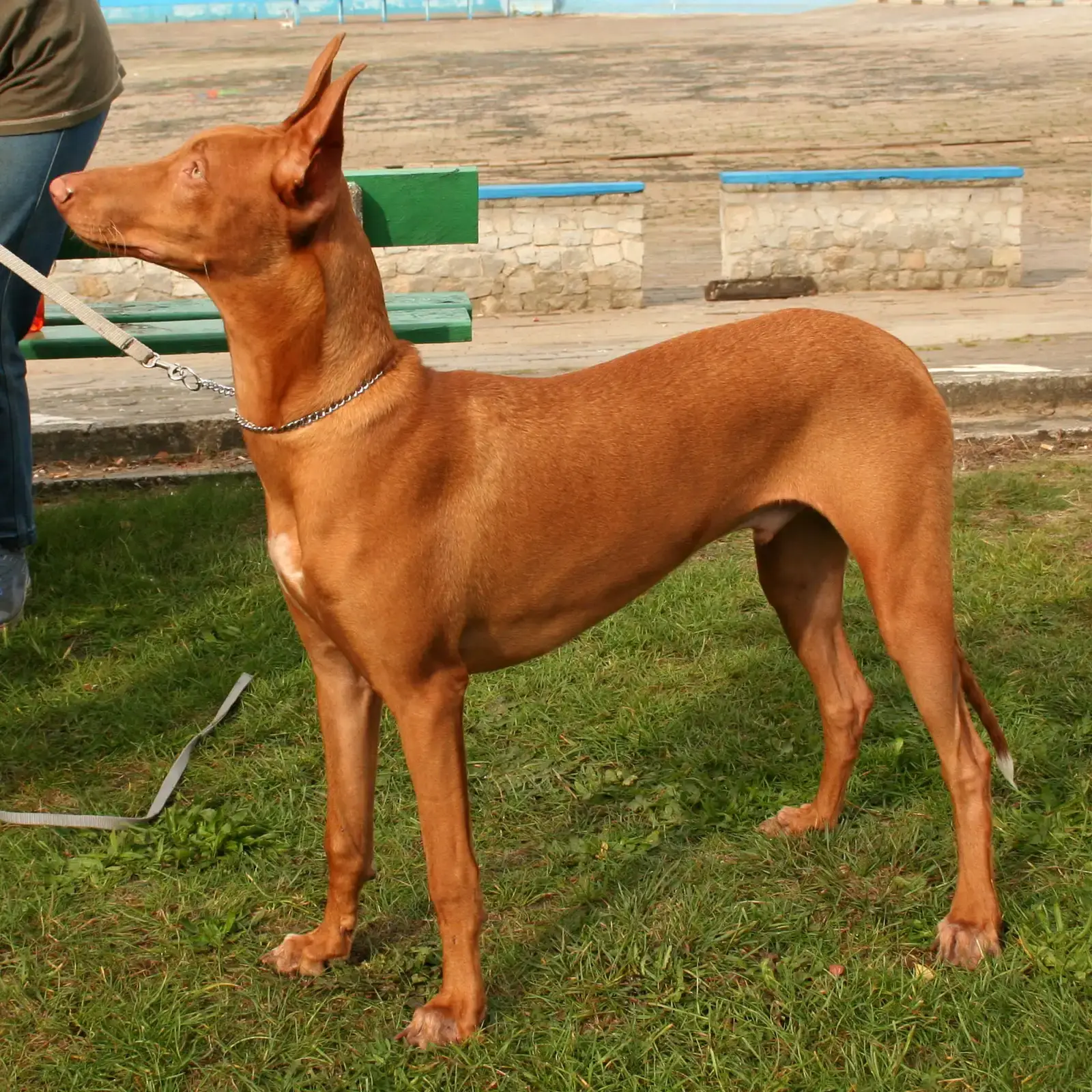 Pharaoh Hound: The Ancient Blusher (Image Credits: Wikimedia)
